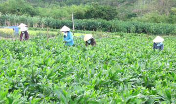 Giong130205.jpg