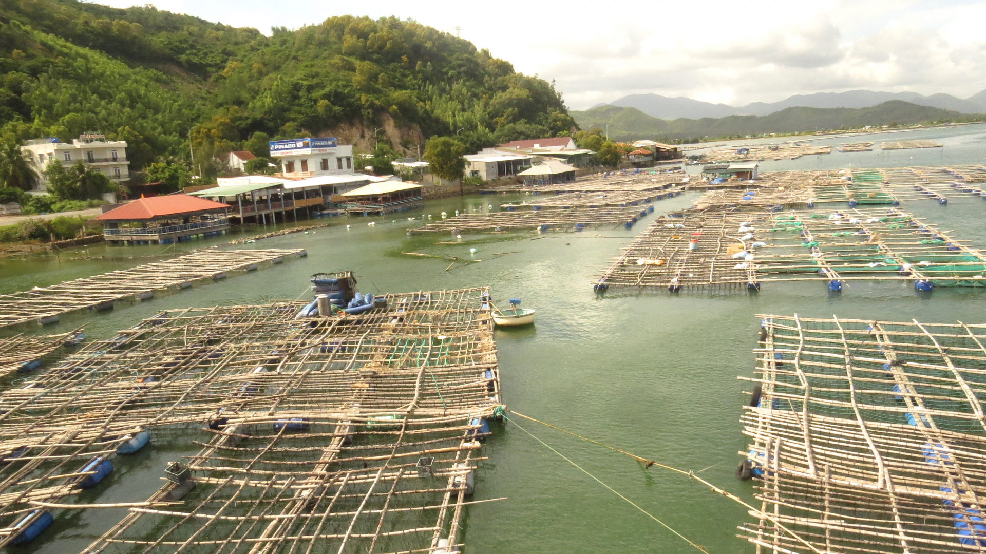 Tre thêm công dụng, người trồng tăng thu nhập