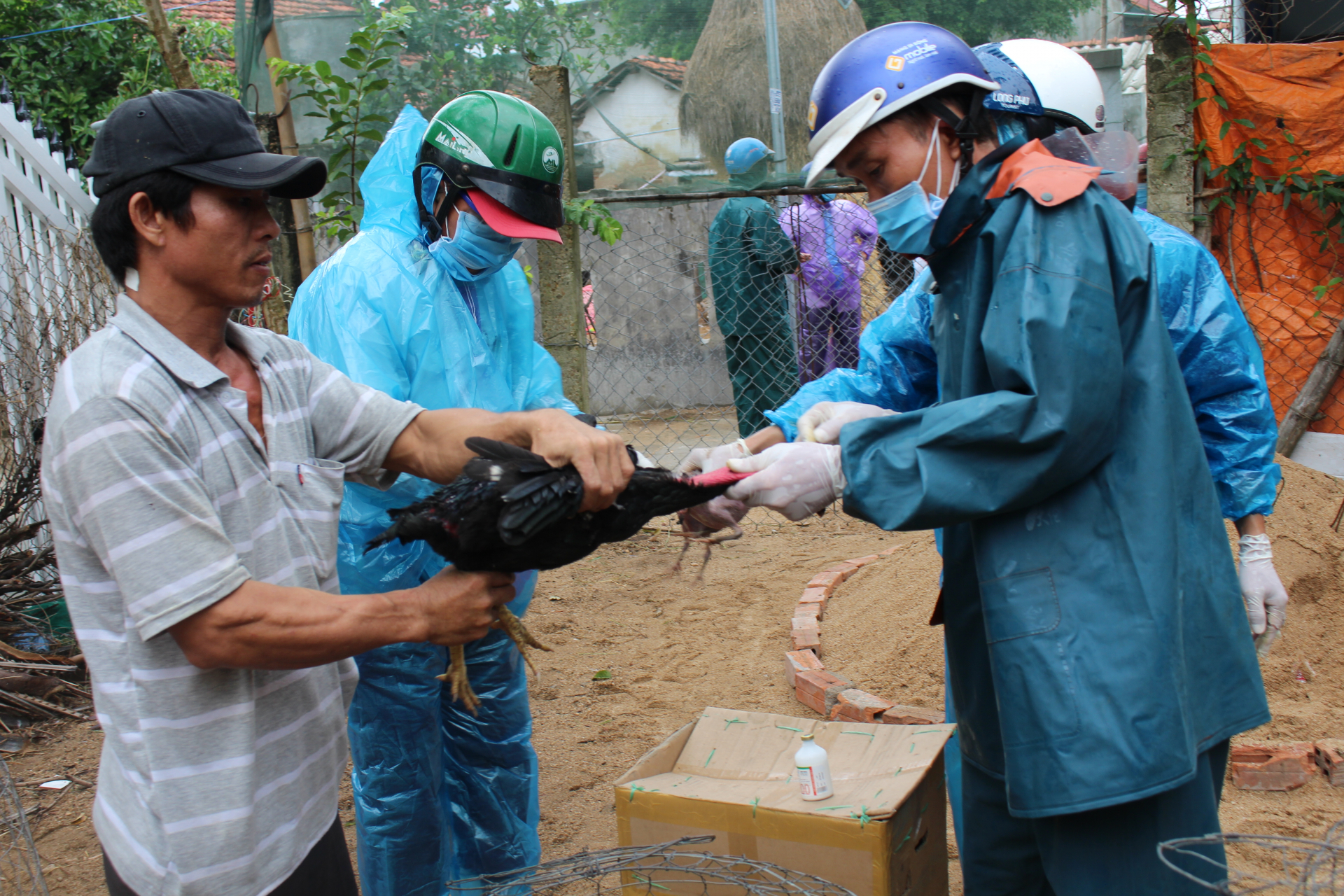 Phát triển chăn nuôi an toàn sinh học