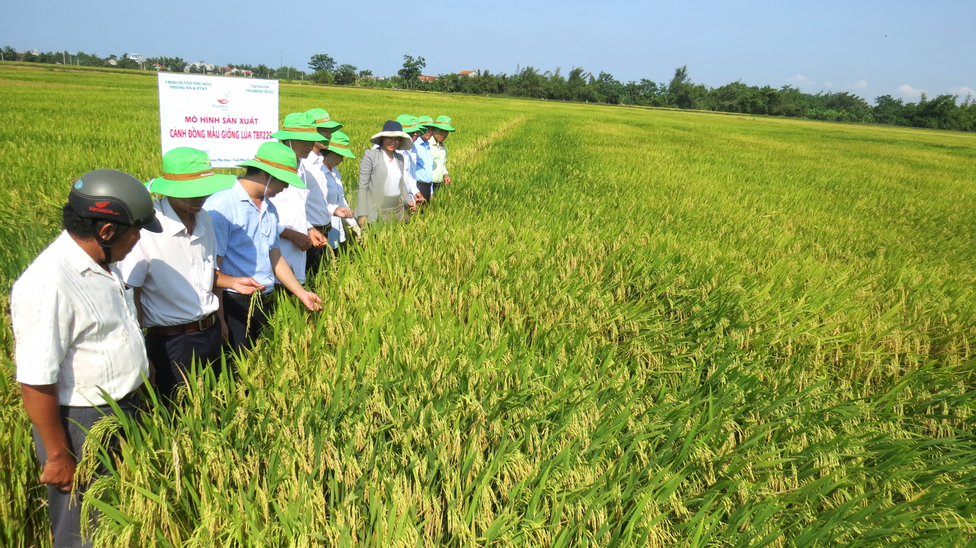 Sản xuất lúa “3 giảm, 3 tăng” lợi nhuận tăng cao