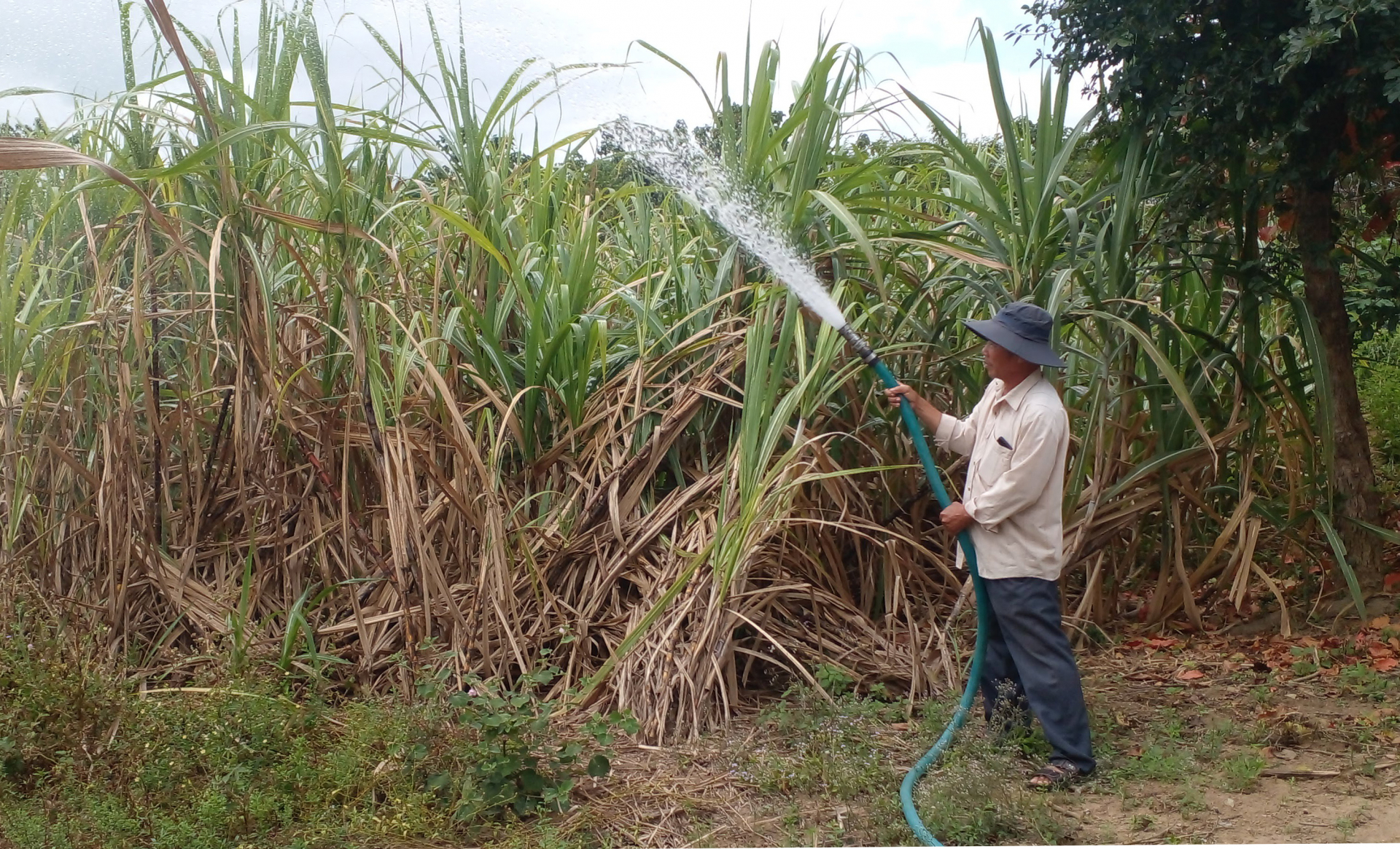 Làm nông thời 4.0