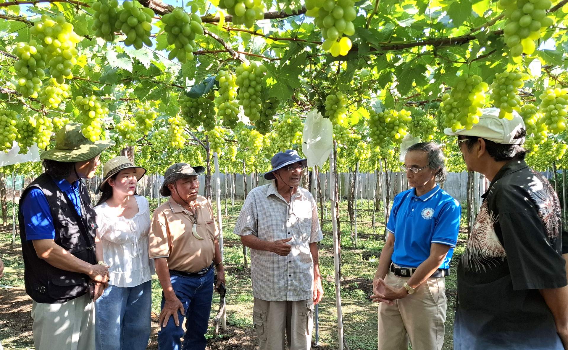 Vào vườn nho Ba Mọi, giao lưu bài chòi Phú Yên