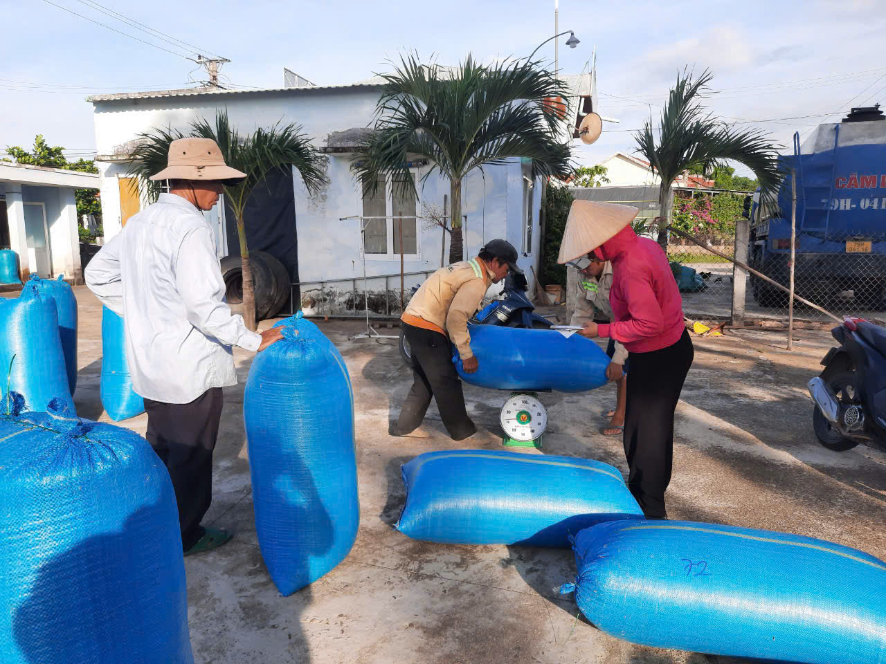 Nông dân vào cao điểm thu hoạch lúa đông xuân
