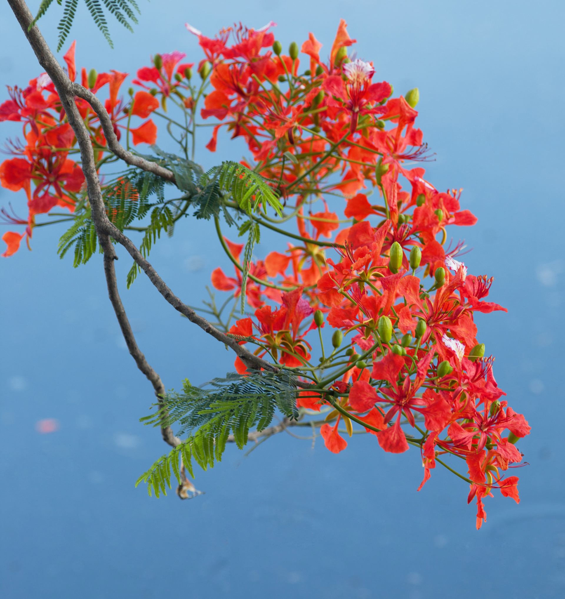 Khi phượng nở trong lòng ký ức