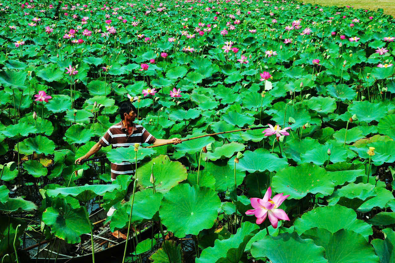 Đa dạng sản phẩm OCOP được chế biến từ sen