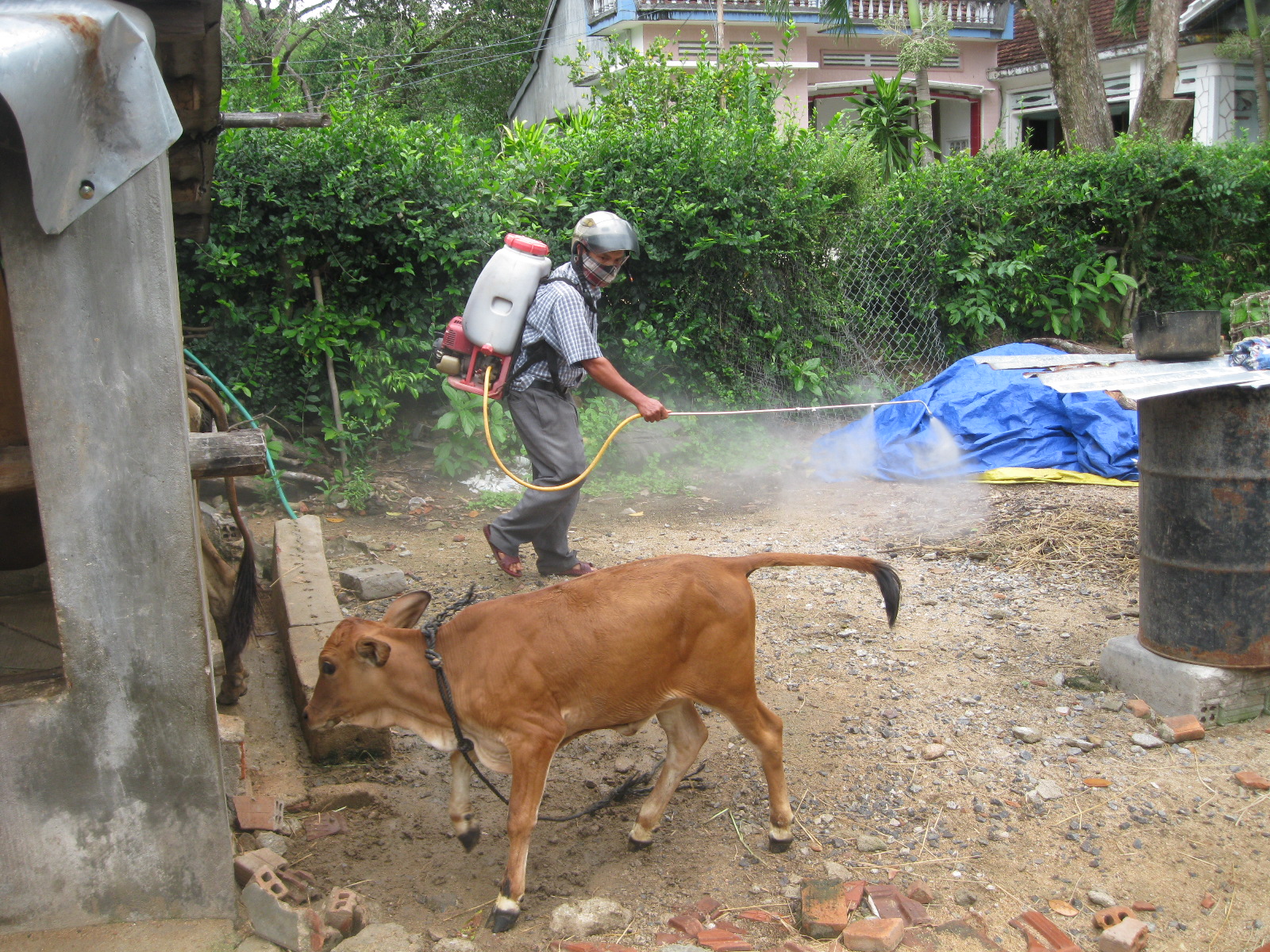 Chủ động phòng bệnh viêm da nổi cục cho gia súc trong mùa nóng