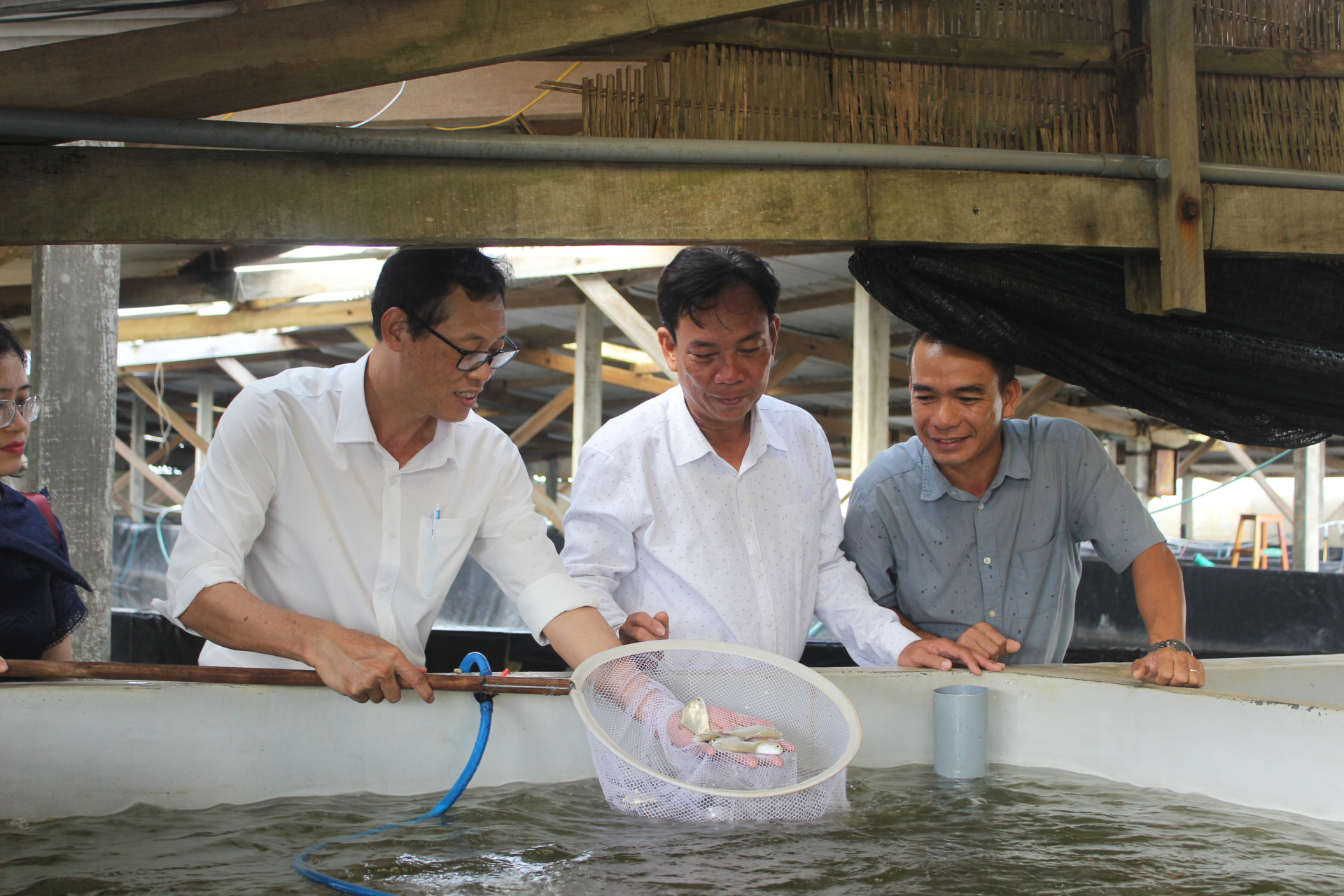 Làm chủ công nghệ nuôi cá chim vây vàng trên biển