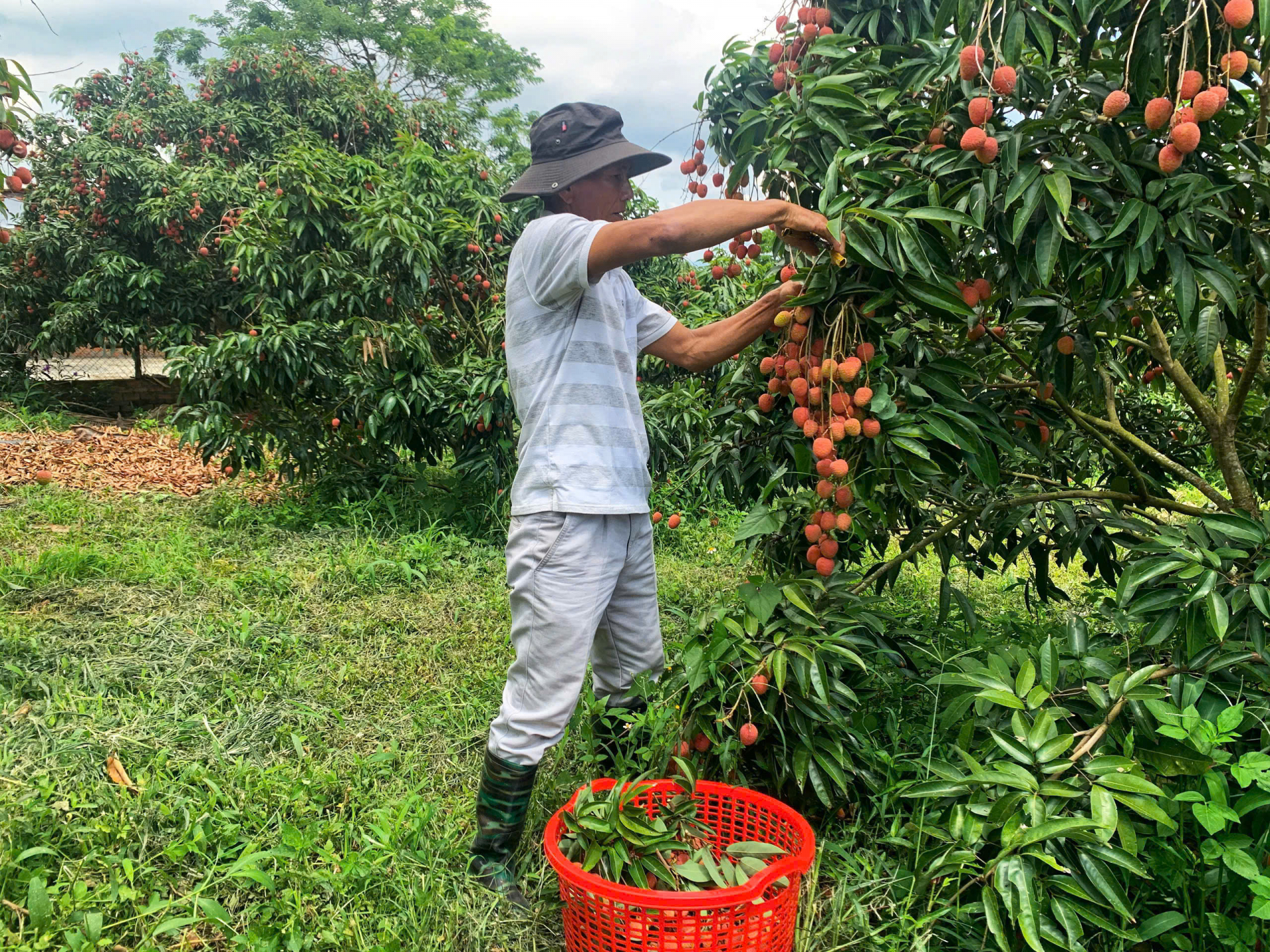Xây dựng vùng trồng cây ăn quả chất lượng cao