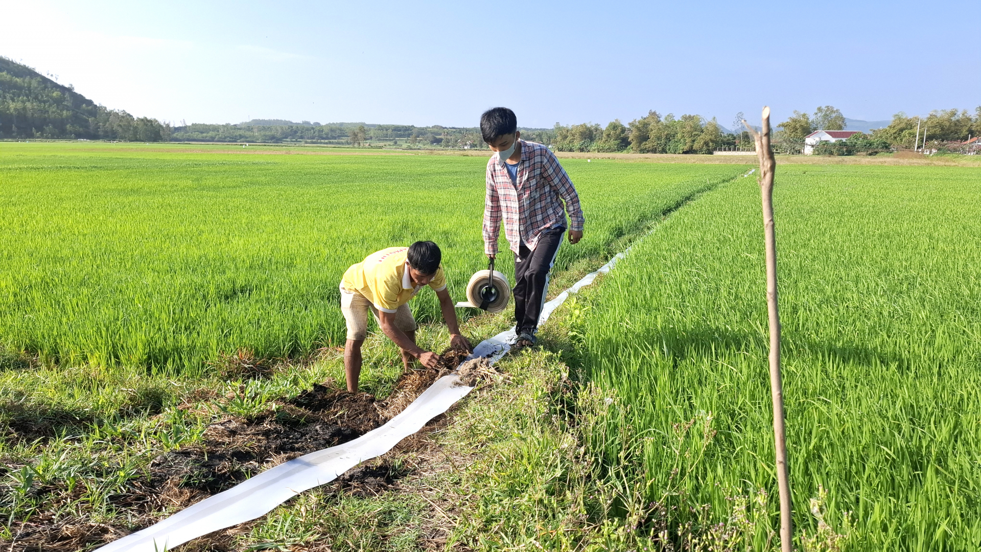 Nông dân tập trung phòng trừ bệnh đạo ôn, ngăn ruộng nhiễm phèn