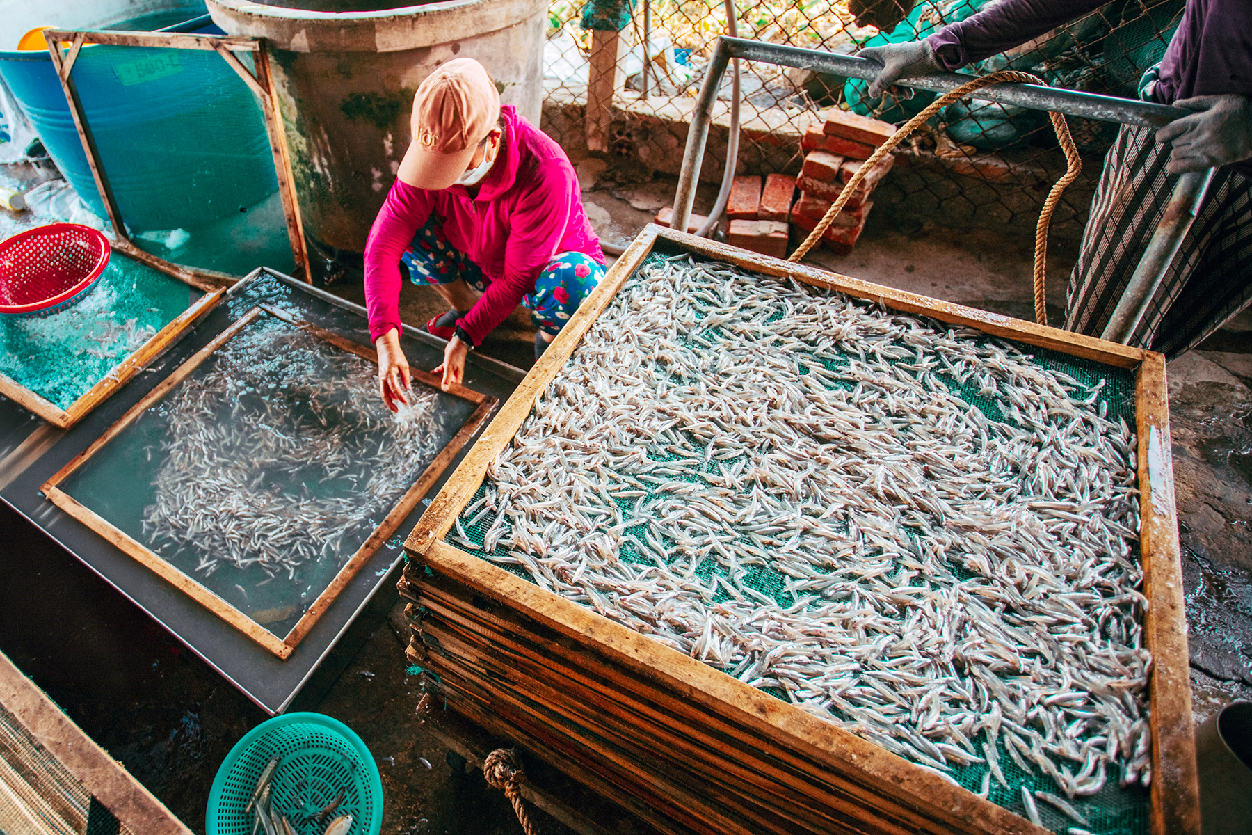 Cá cơm tươi mang về được sơ chế kỹ lưỡng, rửa sạch bằng nước muối pha loãng, loại bỏ những con không đạt yêu cầu