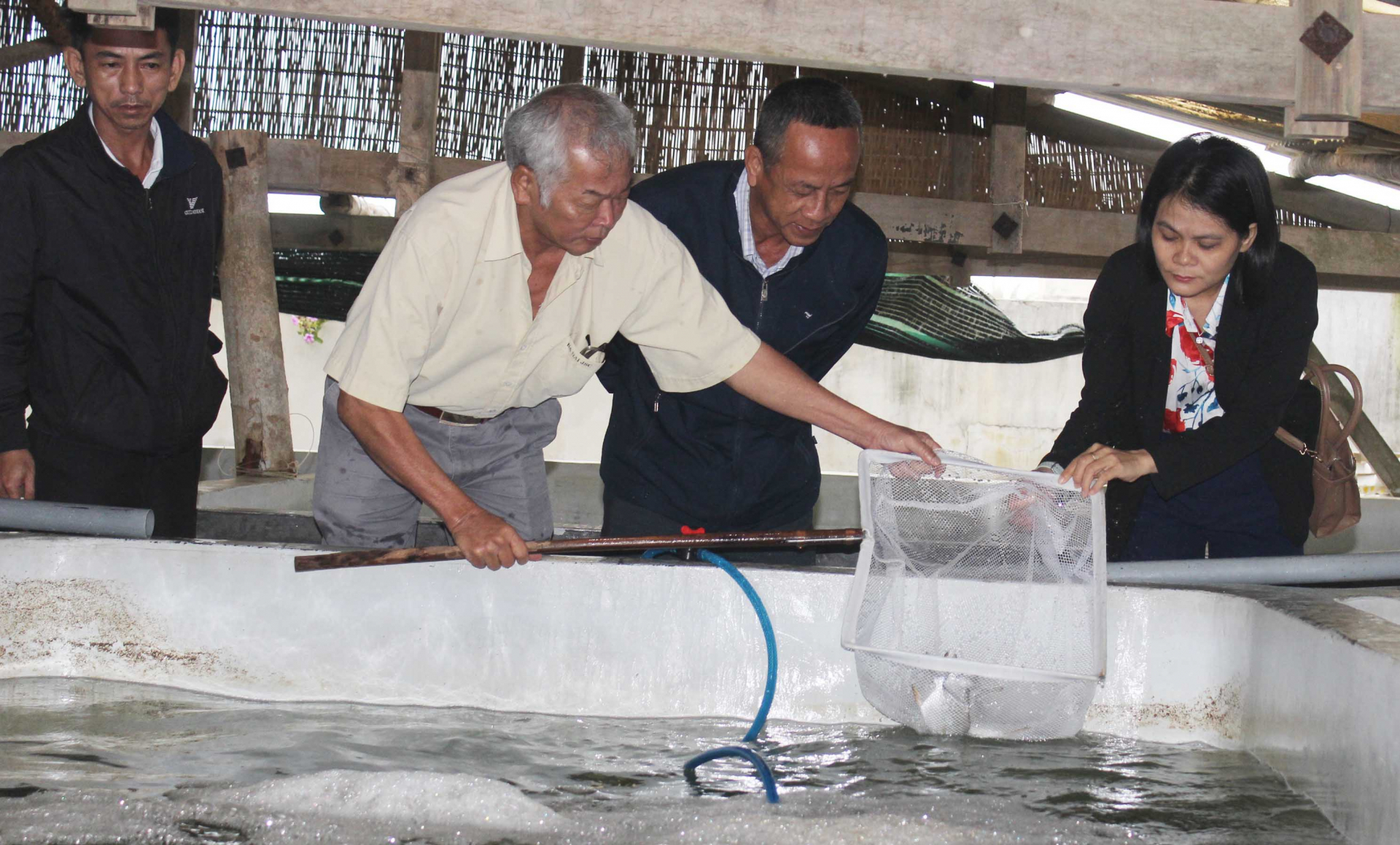 Thả nuôi thương phẩm trên 300.000 con giống cá chim vây vàng