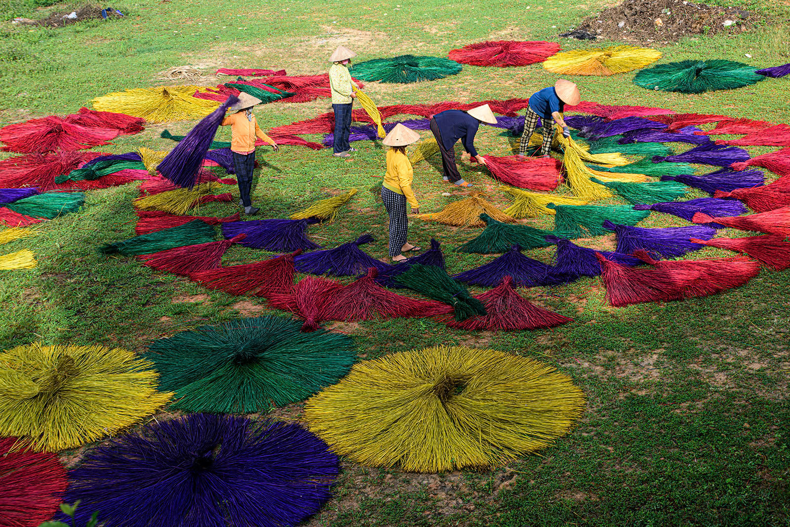 Phơi cói sau khi nhuộm