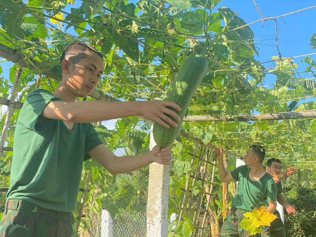Tiểu đoàn BB85 tham gia hội thi “Vườn rau xanh, sạch, đẹp gắn với chất lượng bữa ăn và sức khỏe bộ đội”