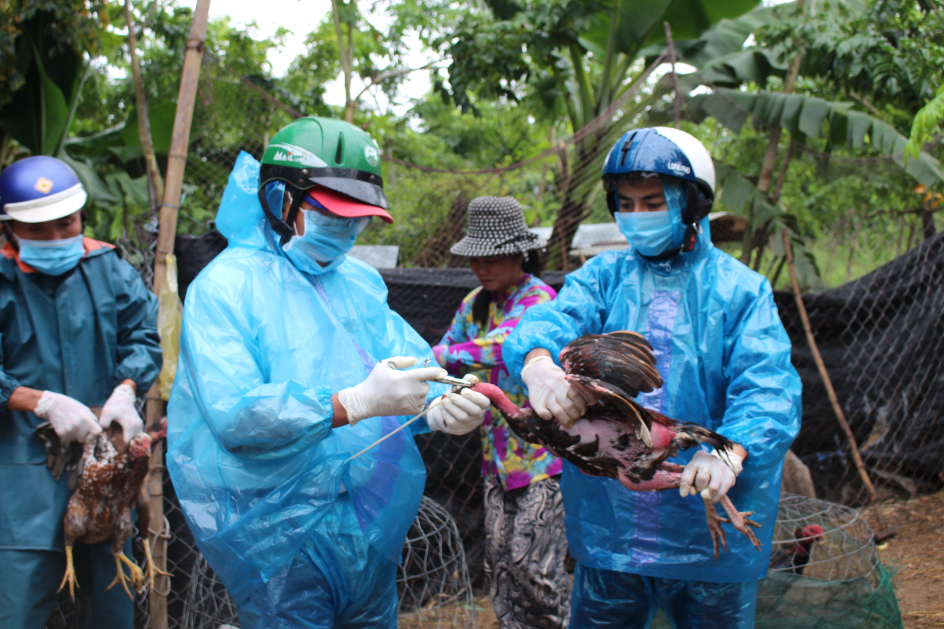 Thực hiện các giải pháp phòng, chống dịch bệnh vật nuôi