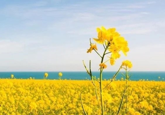 Tháng tư mênh mang nỗi nhớ