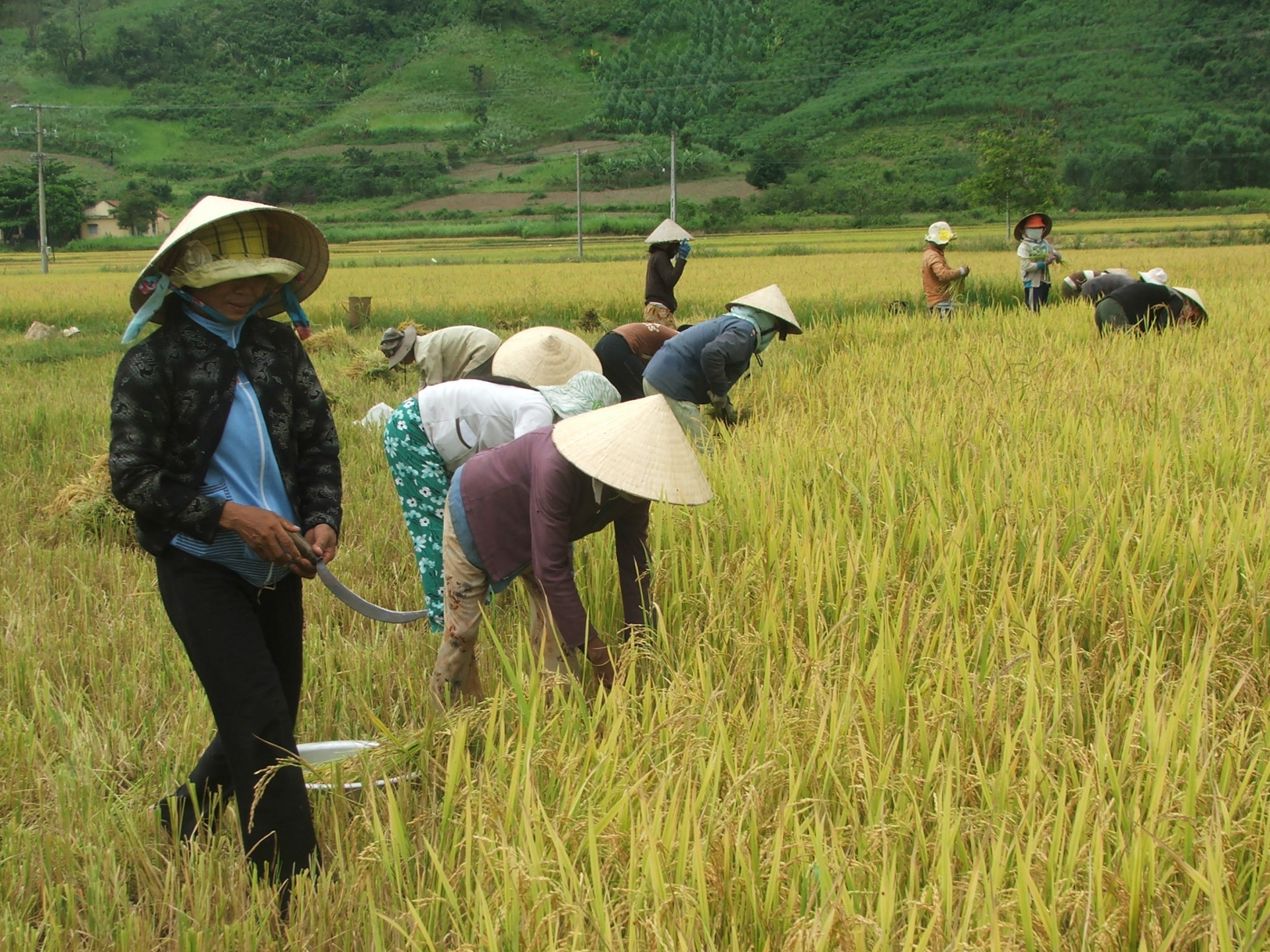 Vàng son Thồ Lồ, Ma Dú... (kỳ cuối)