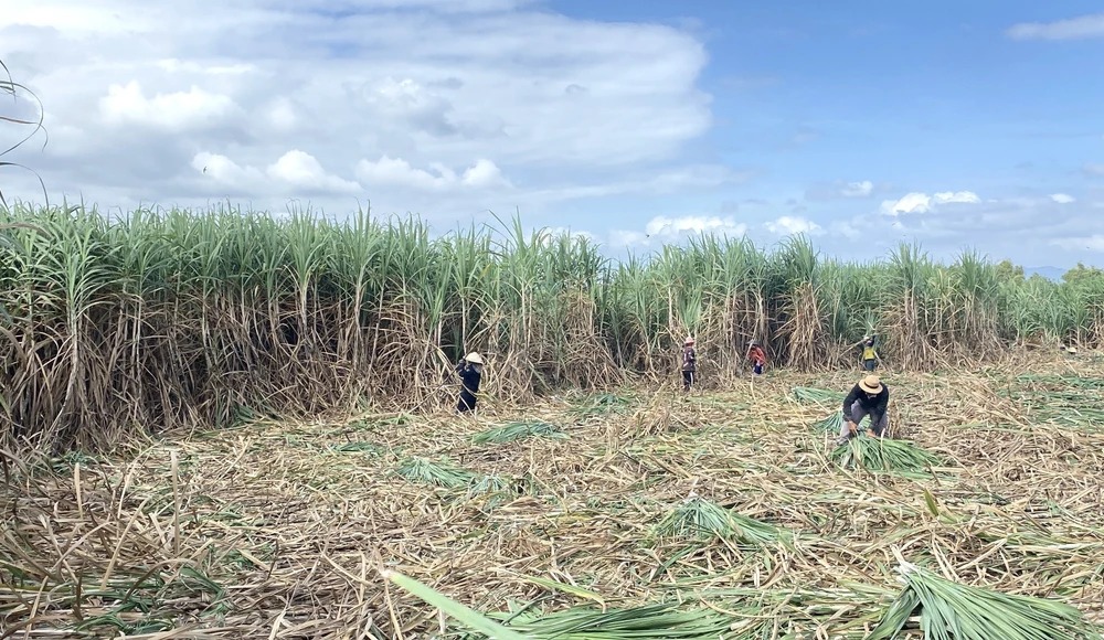 Tiếp tục thu hoạch mía, sắn niên vụ 2024-2025