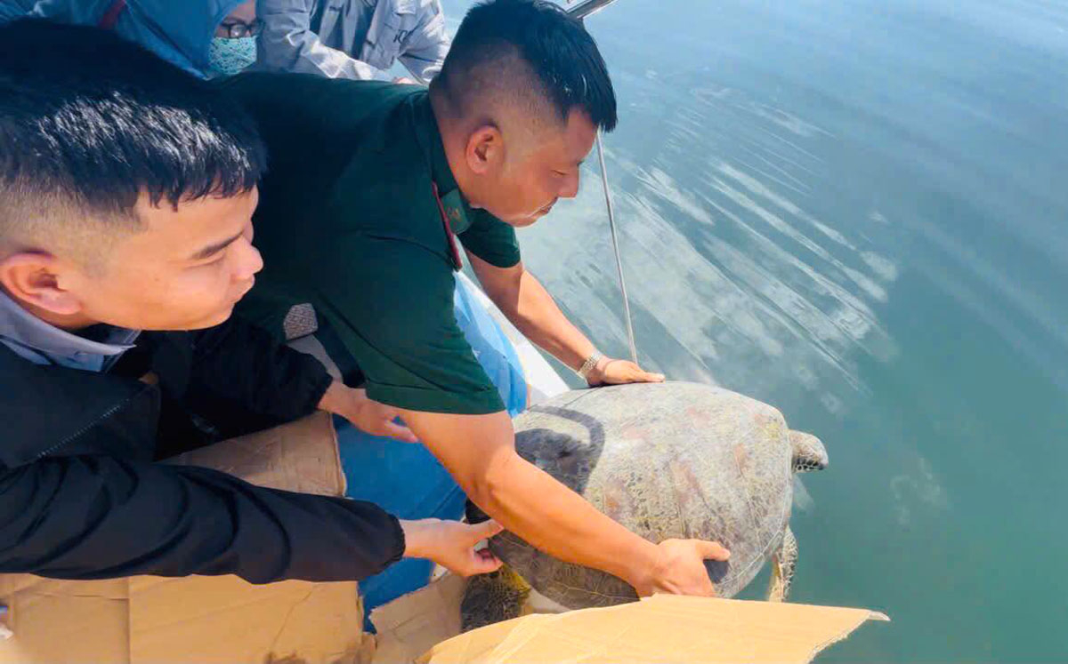 Sông Cầu: Thả rùa biển về môi trường tự nhiên