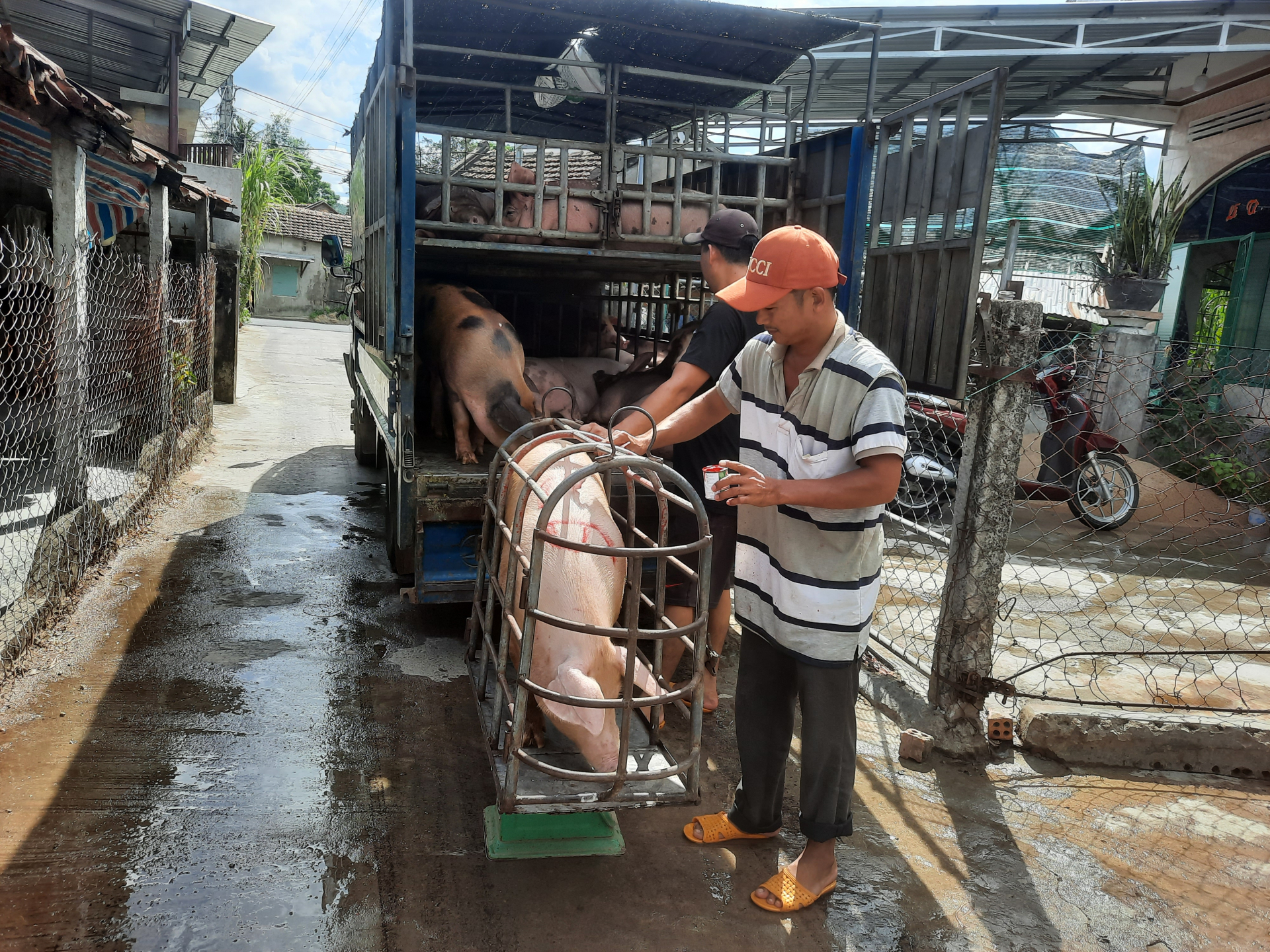 Heo có giá, người nuôi vui mừng