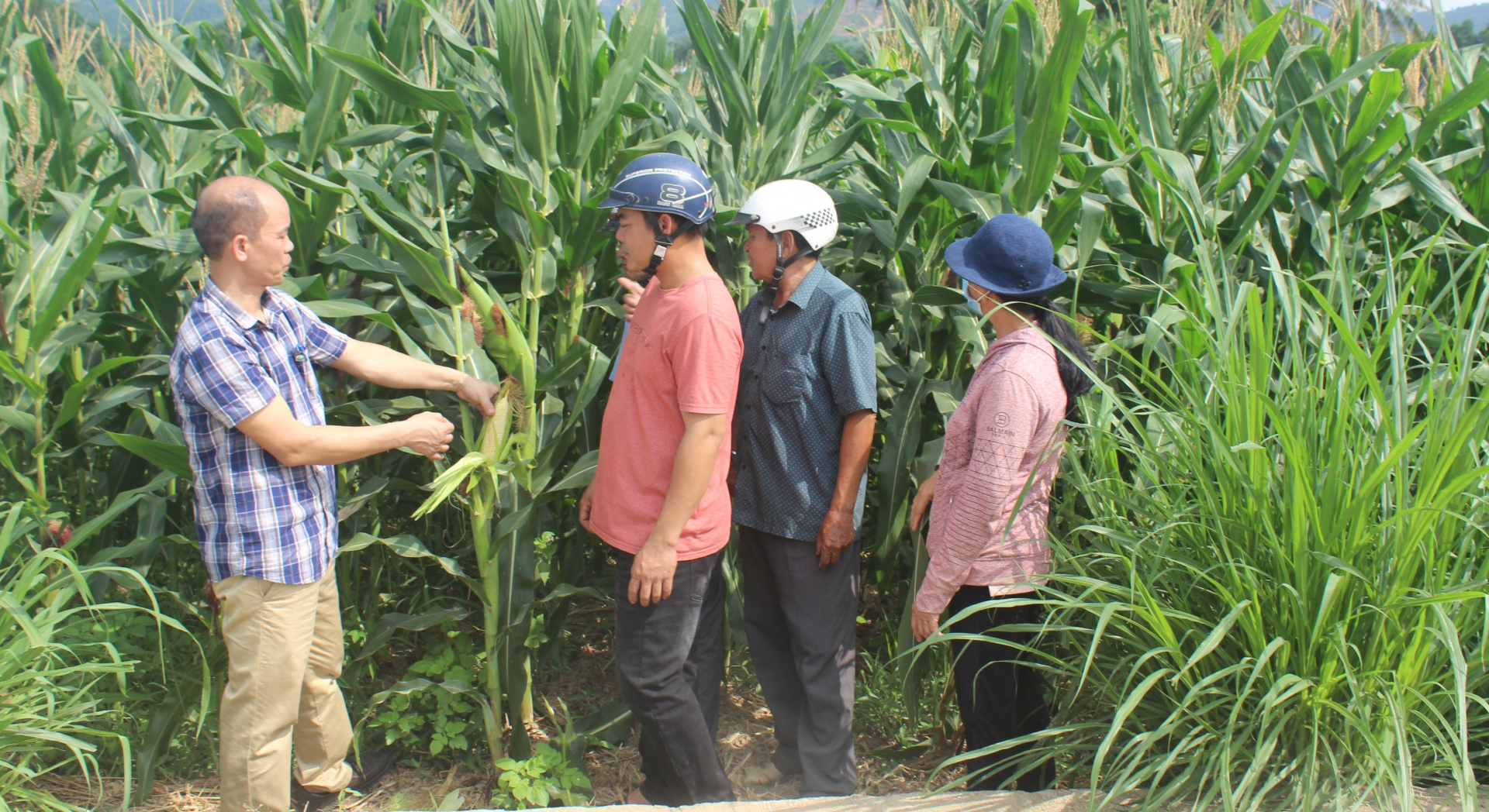 Khi nông dân tiếp cận khoa học, kỹ thuật