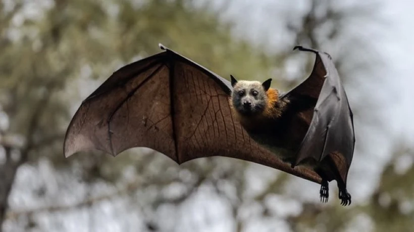 Trung Quốc phát hiện loạt virus mới ở dơi Vân Nam, nguy cơ cao gây chết người