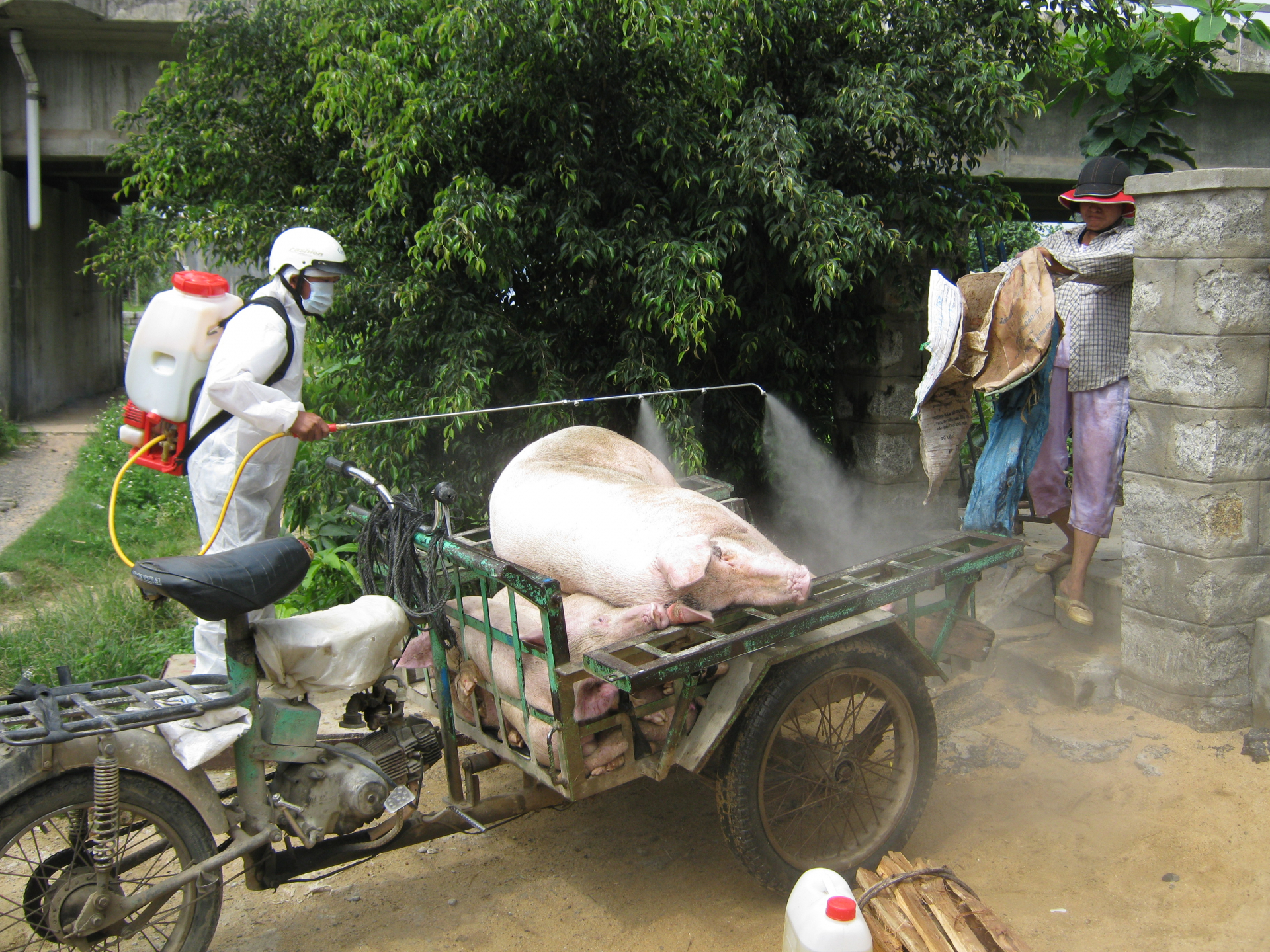 Người chăn nuôi thiệt hại do dịch bệnh sẽ được hỗ trợ theo chính sách mới